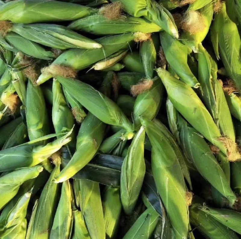 鲜玉米，白糯玉米，青州原产地玉米