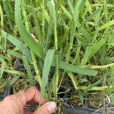 芦竹苗花叶芦竹苗，广东基地发货源充足，量大从优