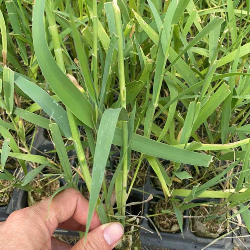 芦竹苗花叶芦竹苗，广东基地发货源充足，量大从优