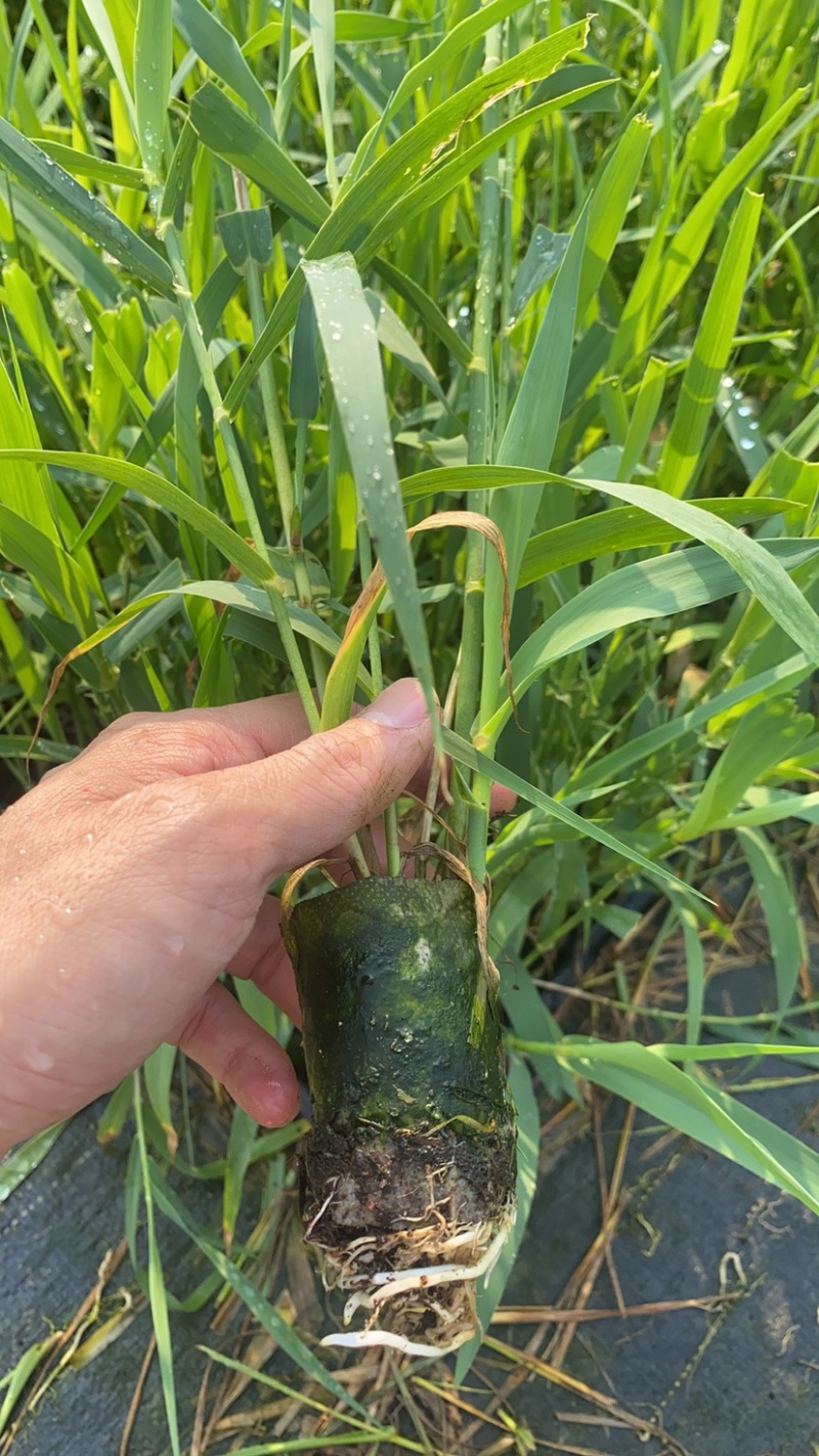 芦竹苗花叶芦竹苗，广东基地发货源充足，量大从优