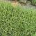 芦竹苗花叶芦竹苗，广东基地发货源充足，量大从优