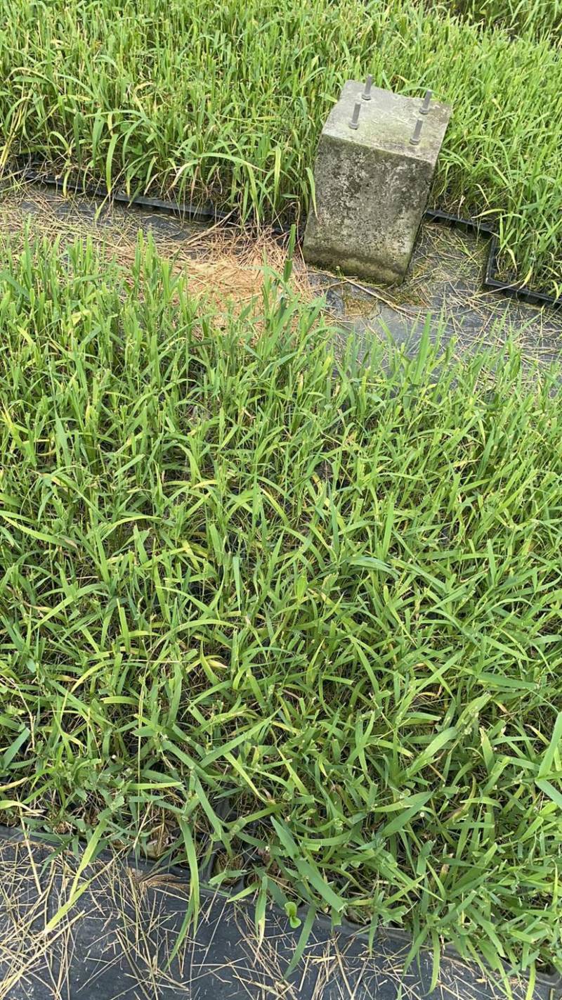芦竹苗花叶芦竹苗，广东基地发货源充足，量大从优