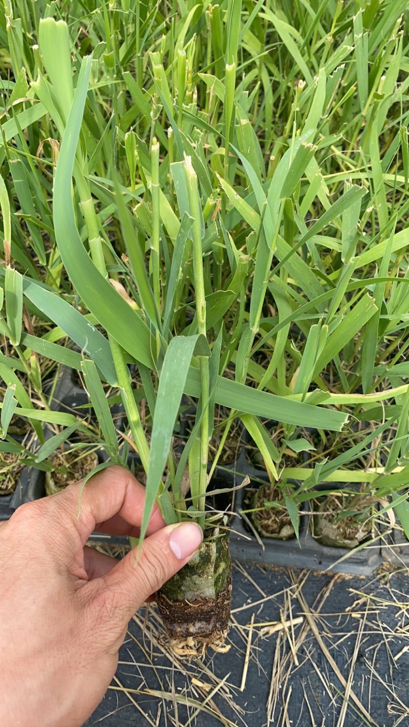芦竹苗花叶芦竹苗，广东基地发货源充足，量大从优