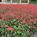 **一串红、14杯**一串红、2加仑**一串红