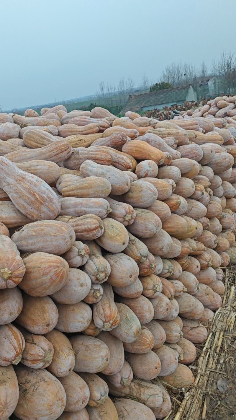 湖北露天的全黄密本老南瓜，电商货，市场货，养殖货