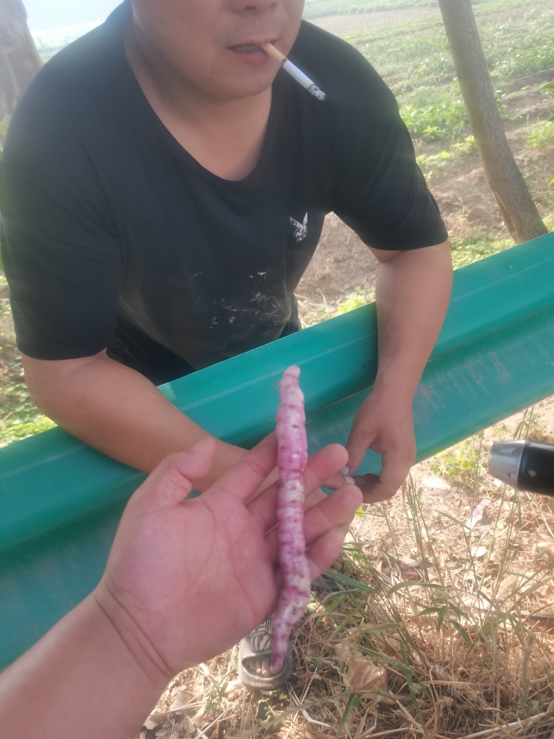 商薯19大田苗五百万棵