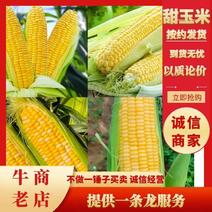 【牛商推荐】甜玉米水果甜玉米对接商超市场电商平台