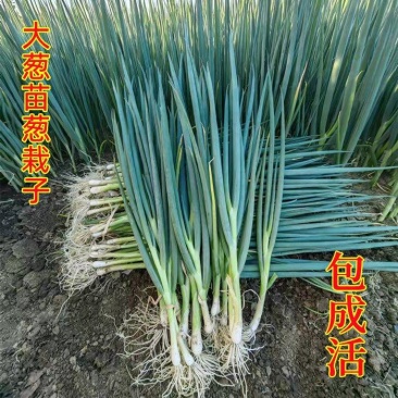 山东葱苗晚抽钢葱苗自家种植现挖现发货源充足保成活