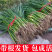 山东葱苗晚抽钢葱苗自家种植现挖现发货源充足保成活