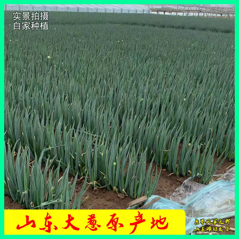 山东葱苗晚抽钢葱苗自家种植现挖现发货源充足保成活