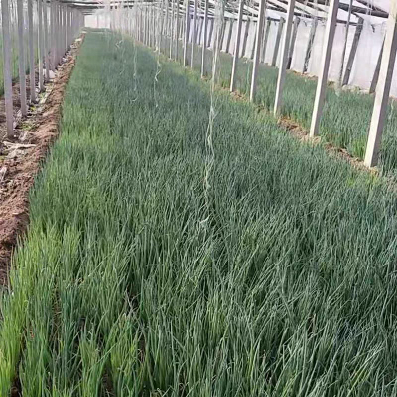 山东葱苗晚抽钢葱苗自家种植现挖现发货源充足保成活