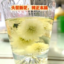 黄山贡菊花茶批发泡水白菊花茶精品头茬特级