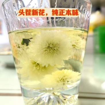 黄山贡菊花茶批发泡水白菊花茶精品头茬特级
