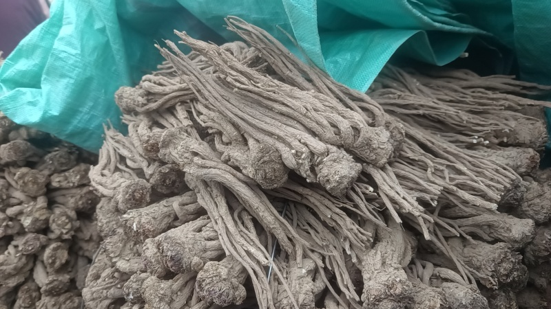 当归**24小时在线服务全国供应无添加健康放心购
