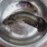 生态七星鱼，品质保证，量大从优，诚信经营，欢迎来电