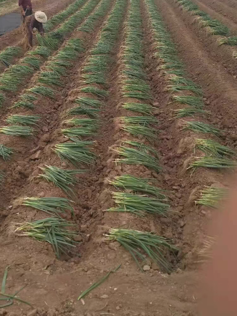 安丘葱苗晚抽钢葱苗现挖现发货源充足可视频看货欢迎致电