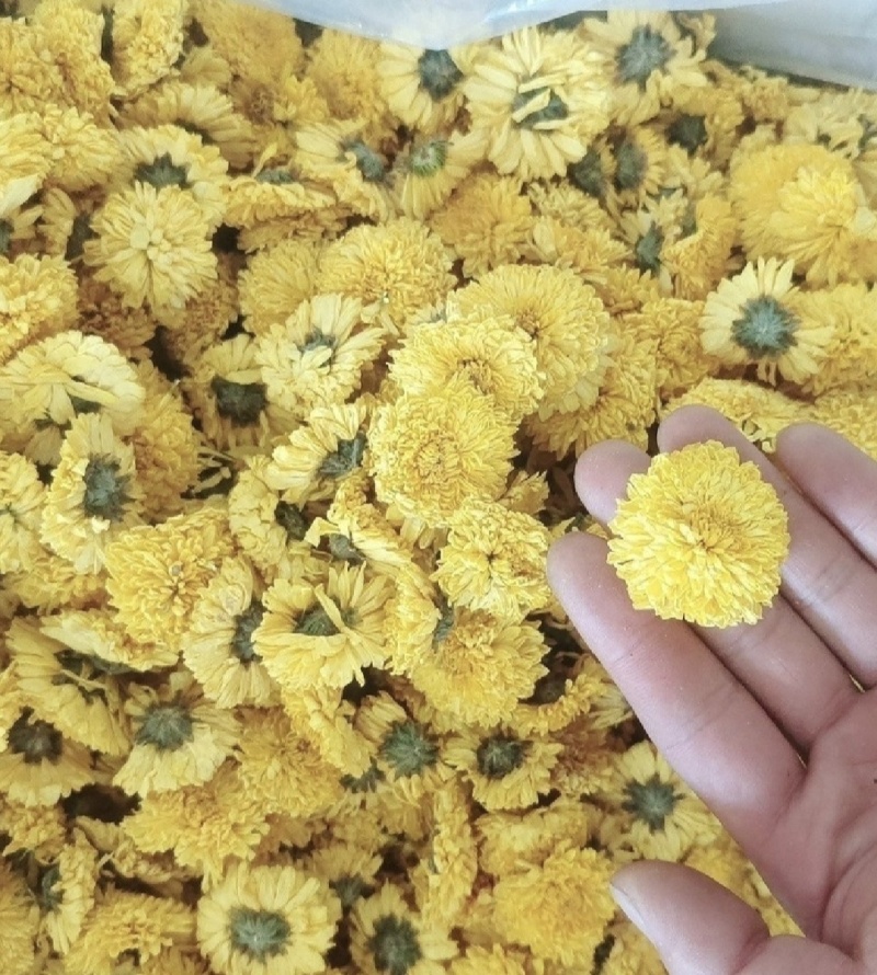 婺源黄菊正品精选大货供应各种花茶均有出售
