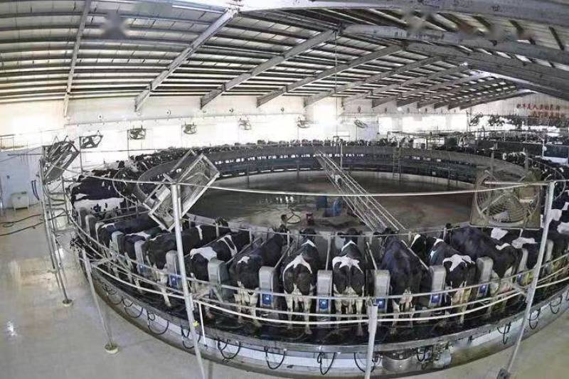 纯鲜牛奶生鲜乳质量保证河北客户欢迎上门采购