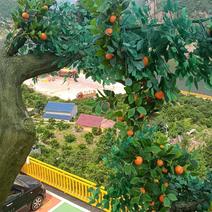 一年四季都有橙子自己种植