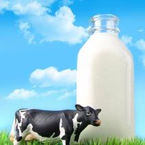 生牛乳鲜牛奶质量保证河北客户欢迎上门采购