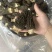 7到12大个羊肚菌产地一手货源量大从优
