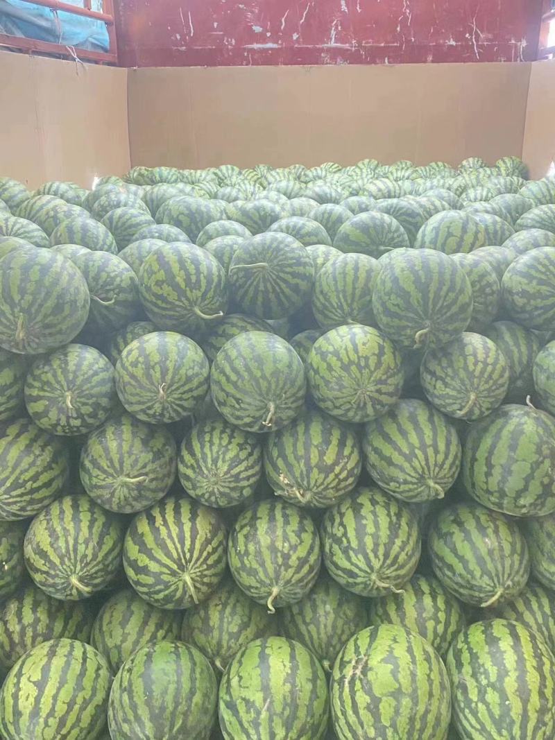 美都西瓜，精品麒麟西瓜，一手货源，欢迎电话联系