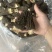 7到12大个羊肚菌产地一手货源量大从优