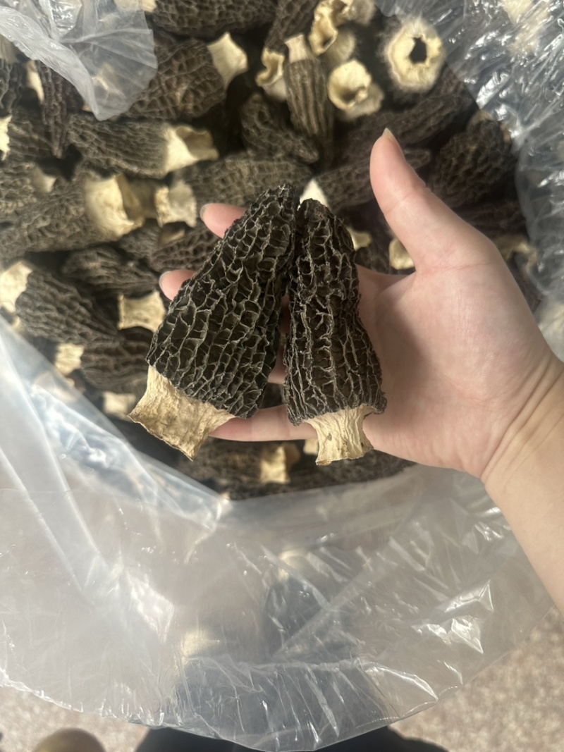 7到12大个羊肚菌产地一手货源量大从优