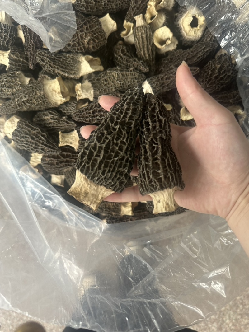 7到12大个羊肚菌产地一手货源量大从优