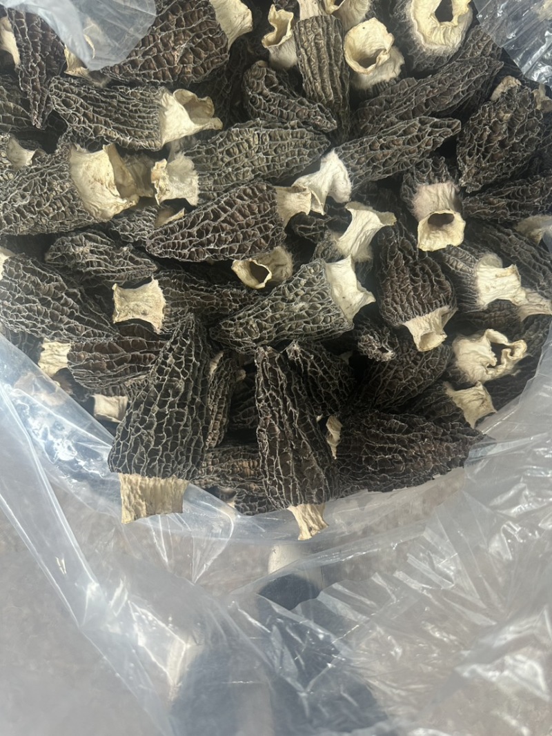 7到12大个羊肚菌产地一手货源量大从优
