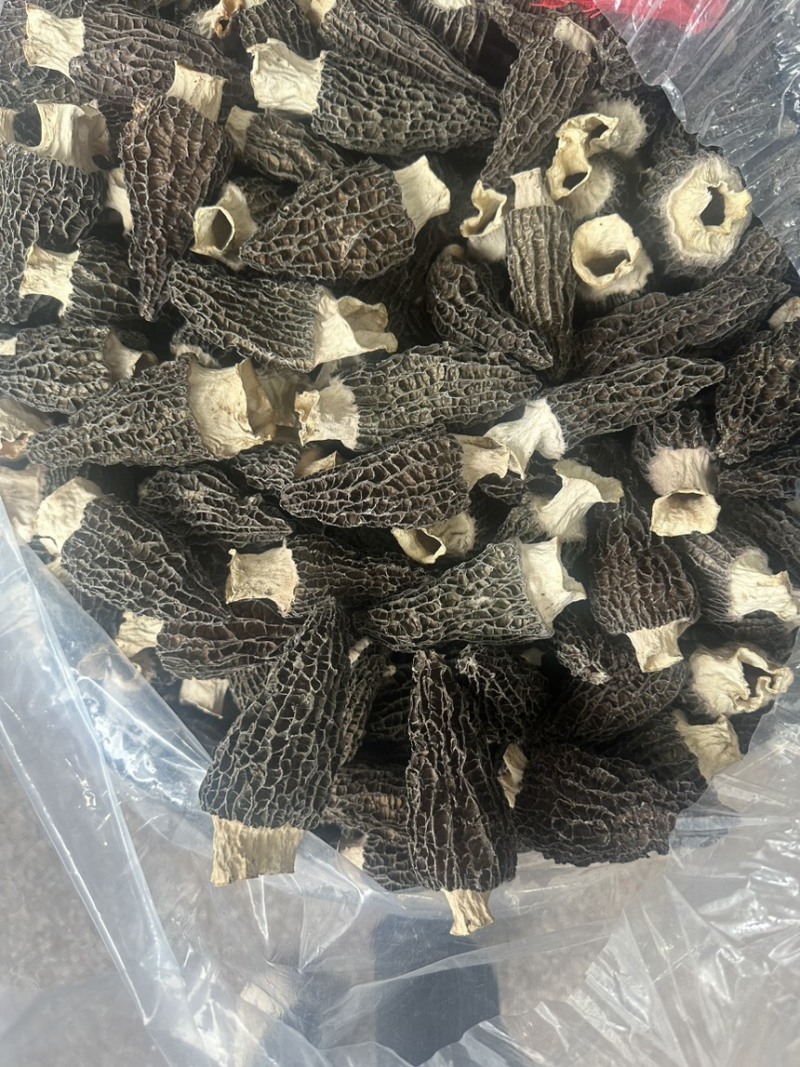 7到12大个羊肚菌产地一手货源量大从优