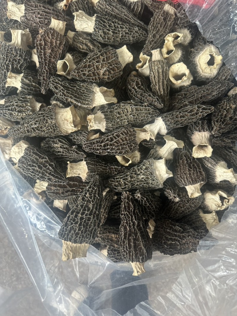 7到12大个羊肚菌产地一手货源量大从优