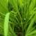雄黄兰又名：搜山虎、扭子药、山慈姑、搜山黄、黄大蒜、土