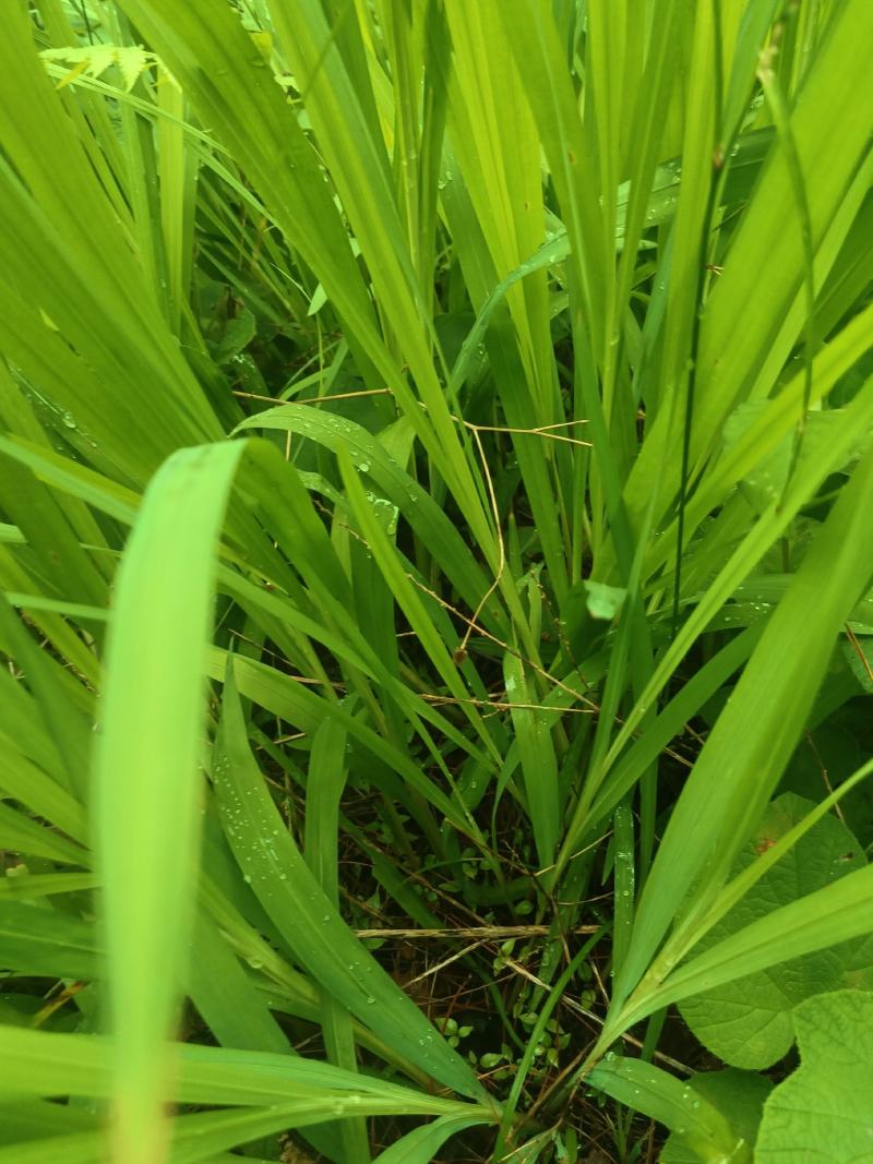 雄黄兰又名：搜山虎、扭子药、山慈姑、搜山黄、黄大蒜、土