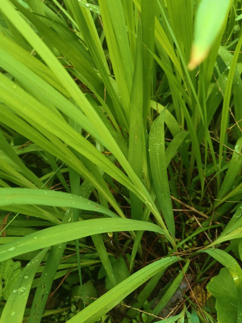 雄黄兰又名：搜山虎、扭子药、山慈姑、搜山黄、黄大蒜、土