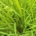 雄黄兰又名：搜山虎、扭子药、山慈姑、搜山黄、黄大蒜、土
