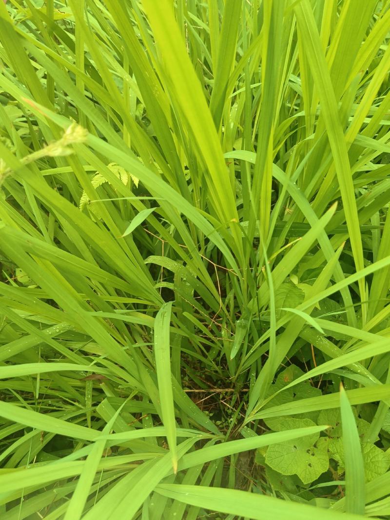 雄黄兰又名：搜山虎、扭子药、山慈姑、搜山黄、黄大蒜、土