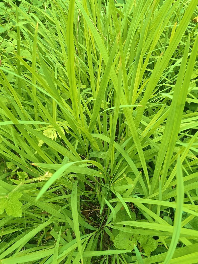 雄黄兰又名：搜山虎、扭子药、山慈姑、搜山黄、黄大蒜、土