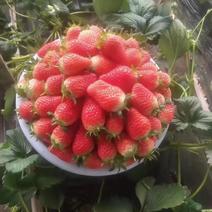 山东济南草莓