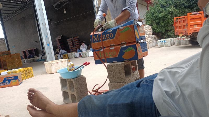 云南芒果贵妃台农