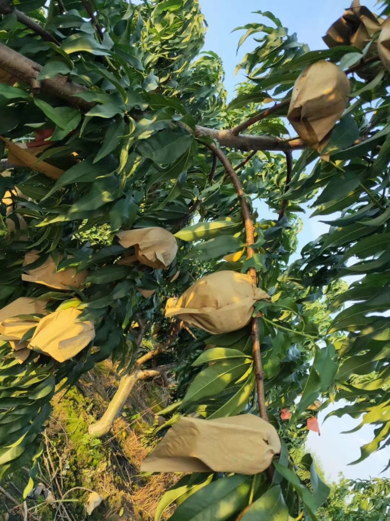 精品锦绣黄桃产地直发品质保证量大从优一手货源