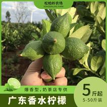 【全国包邮】广东无籽香水柠檬一二级果爆香型/清香多汁