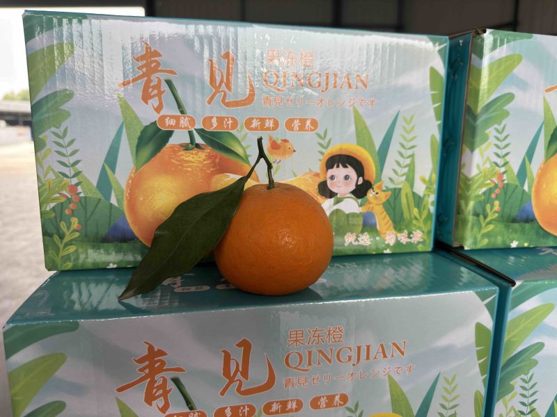 眉山套袋青见大量上市，精品果，支持微电商平台一件代发合作