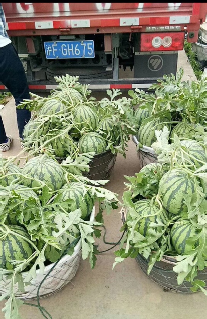 西瓜应季正品保障