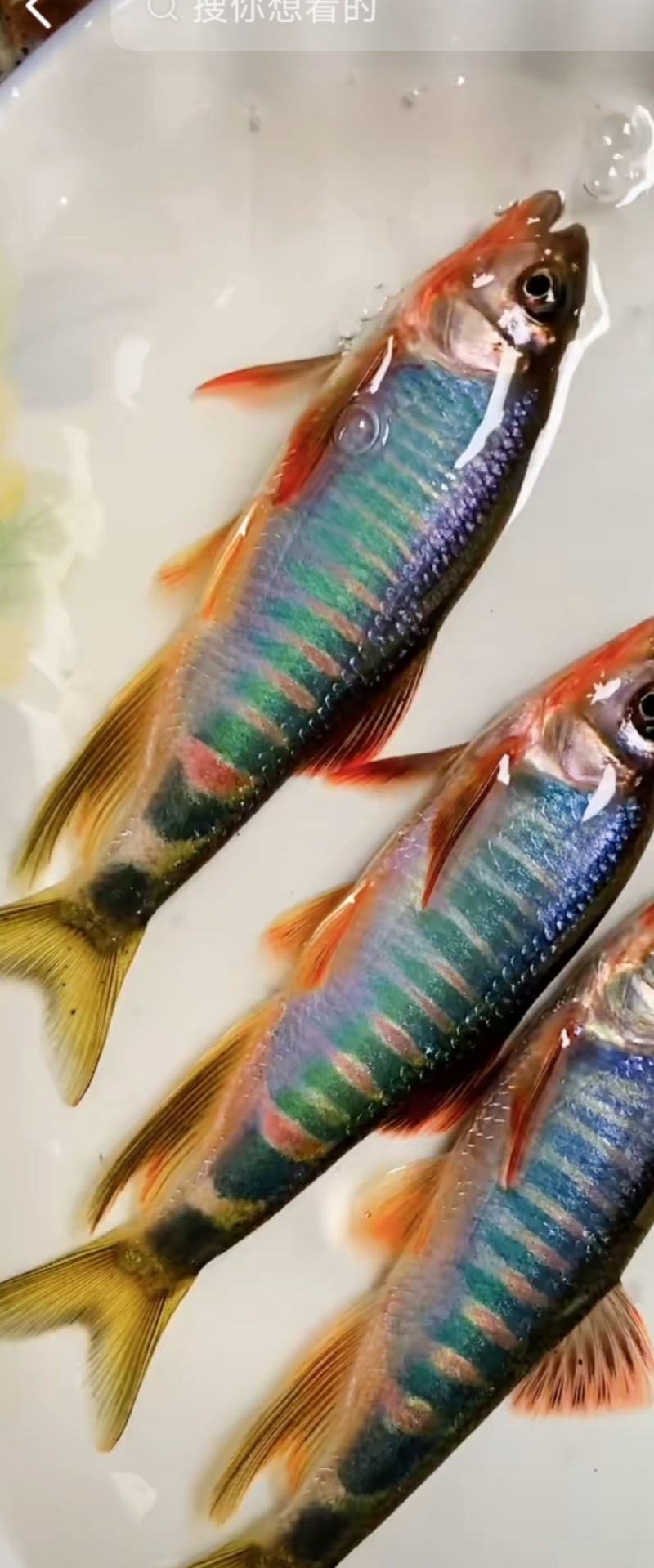 冰鲜桃花鱼，马口鱼