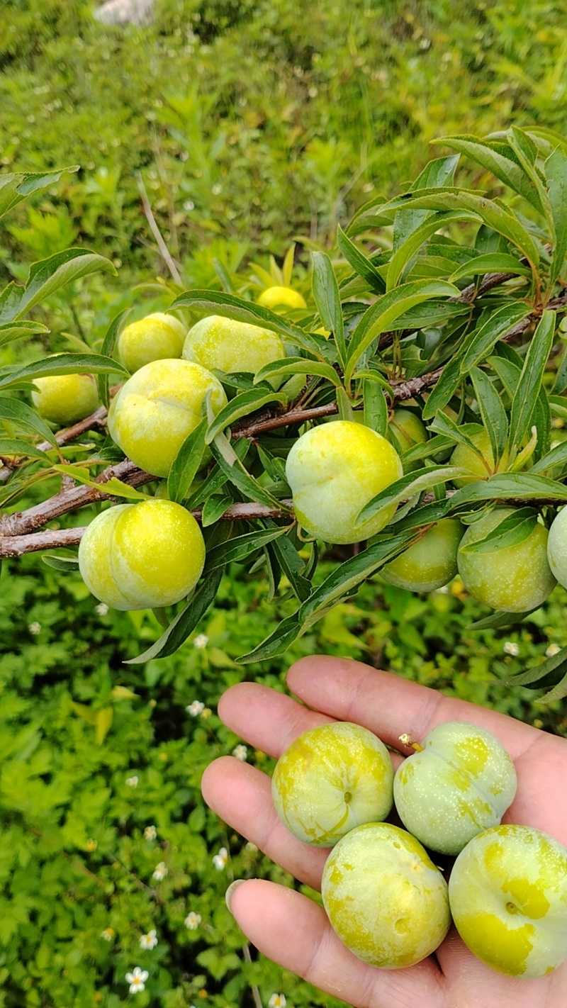 大量出售脱骨李，脆李35~40mm