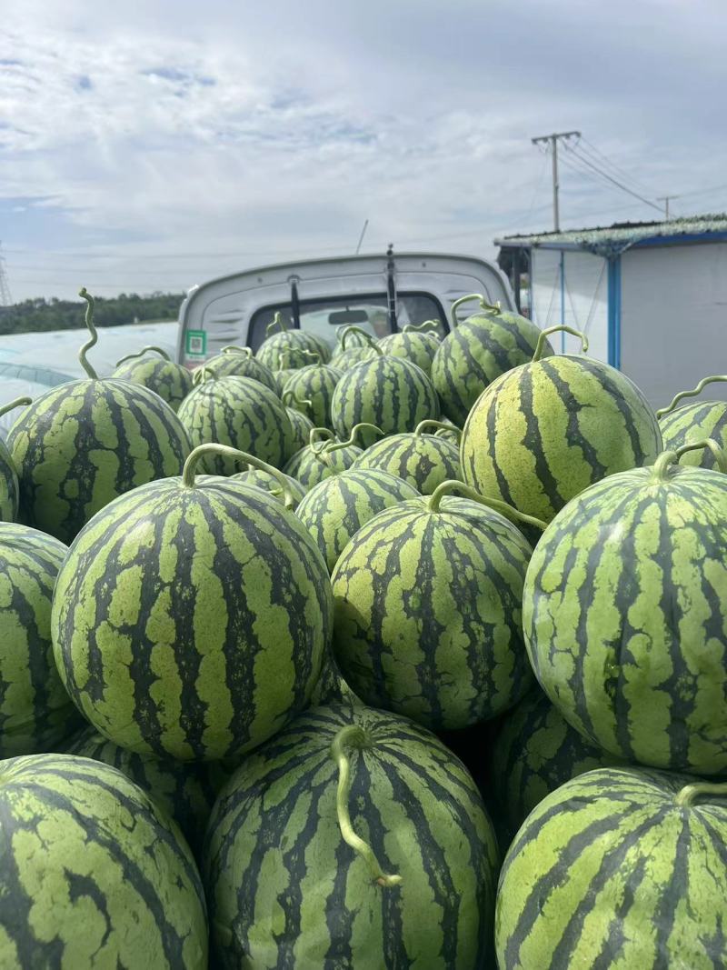 现货绵阳美都西瓜