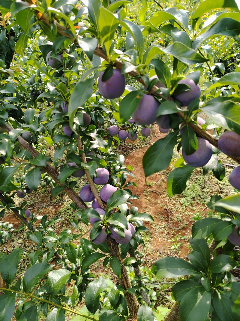 大量出售脆李60mm以上