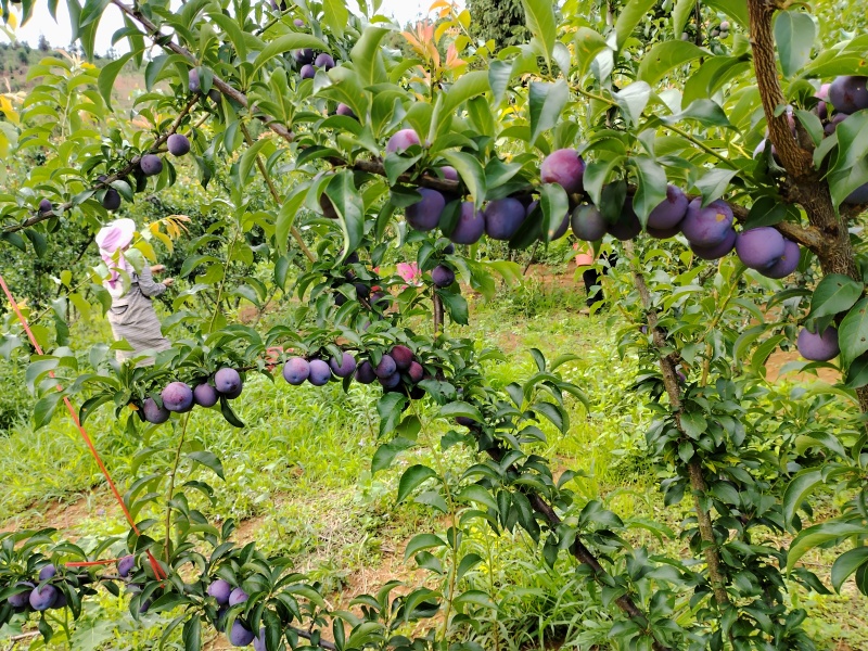 大量出售脆李60mm以上