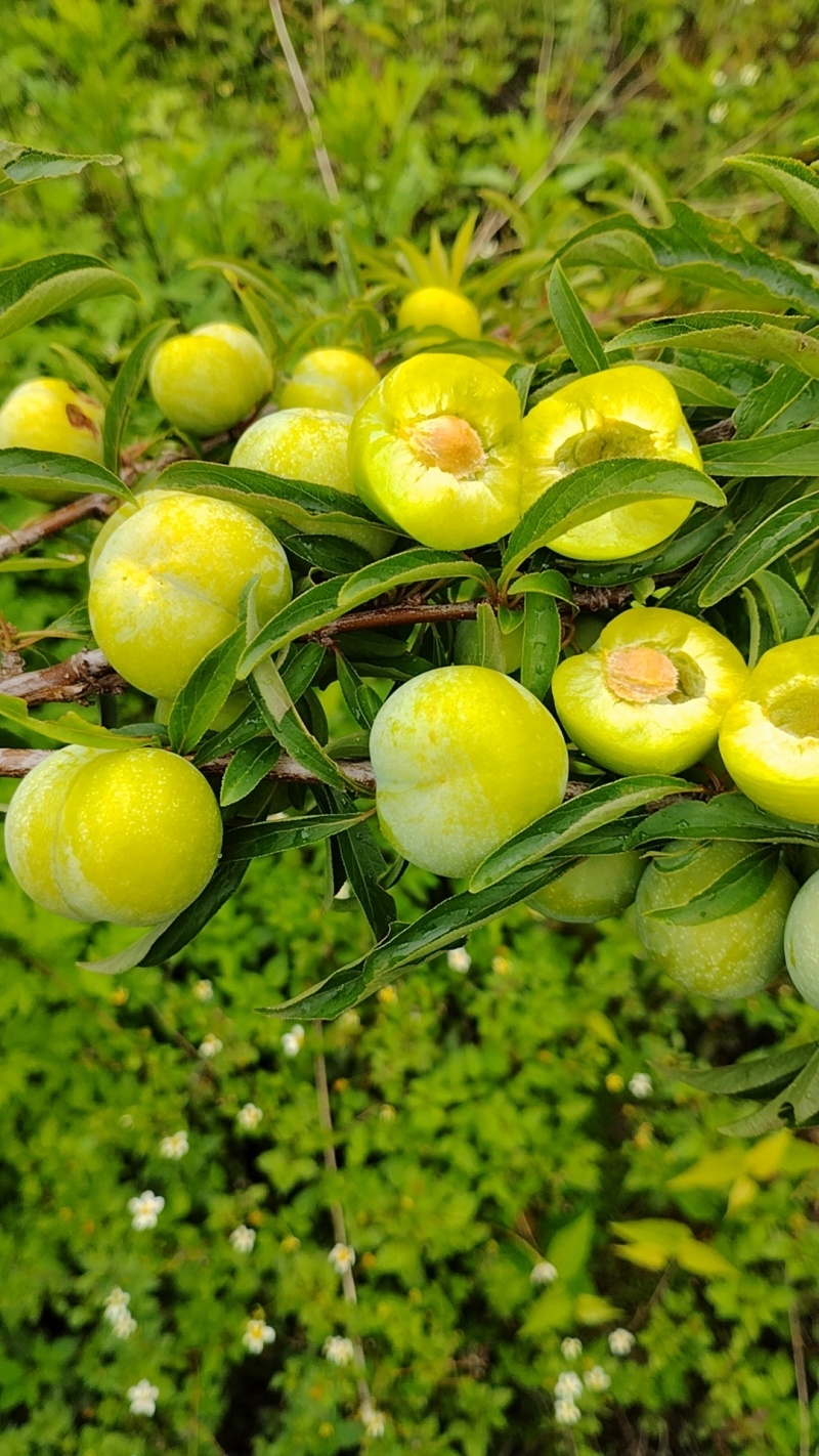 大量出售脱骨李，脆李，脆甜口渴新鲜货
